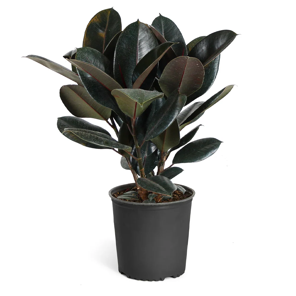 Rubber Plant (Ficus) 5 Rubber Plant (Ficus)