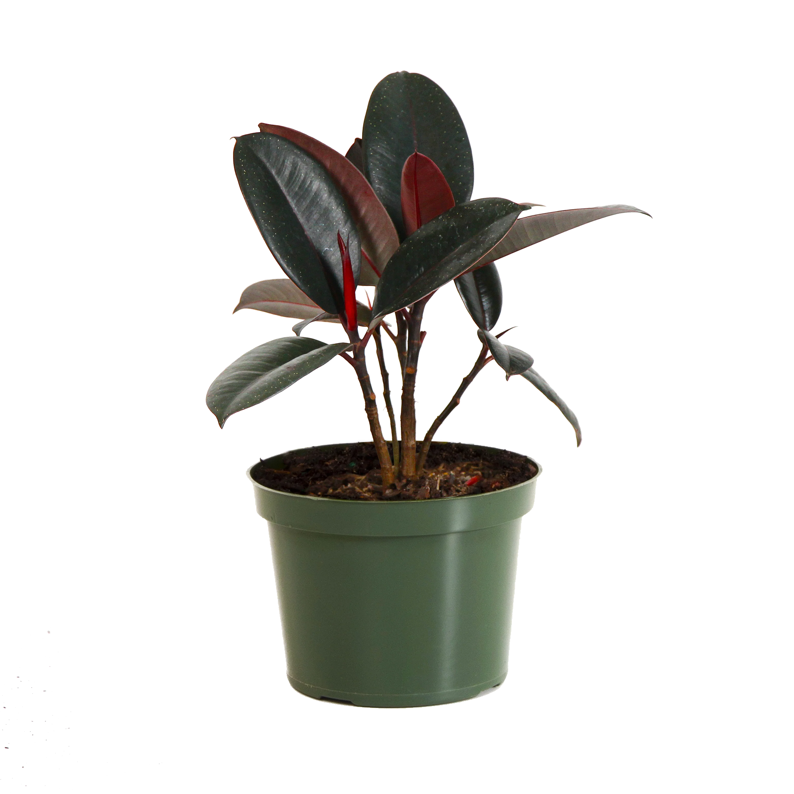 Rubber Plant (Ficus) 6 Rubber Plant (Ficus)