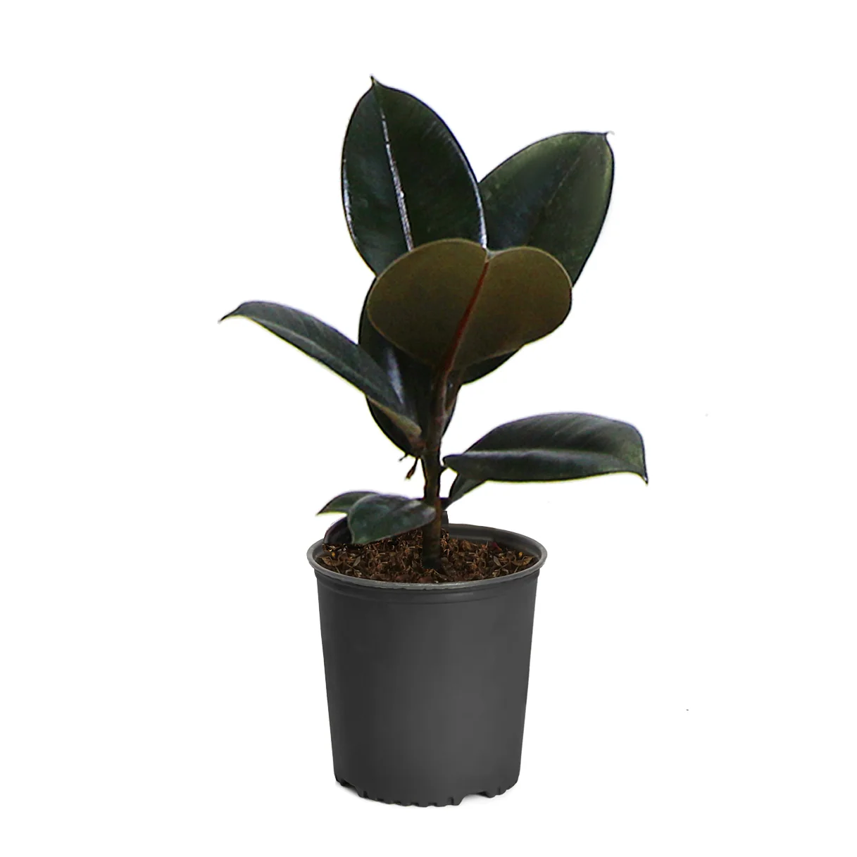 Rubber Plant (Ficus) 7 Rubber Plant (Ficus)