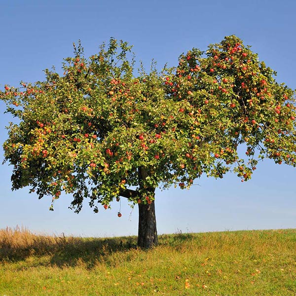 Honeycrisp™ Apple Tree 1 Honeycrisp™ Apple Tree