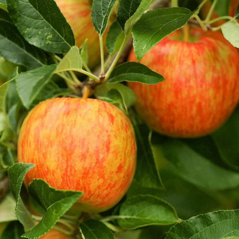 Honeycrisp™ Apple Tree 3 Honeycrisp™ Apple Tree