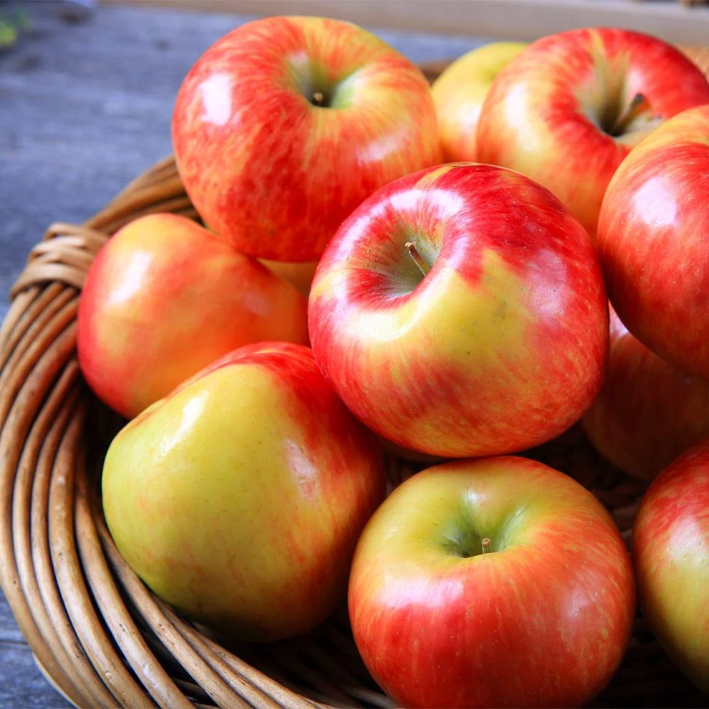 Honeycrisp™ Apple Tree 4 Honeycrisp™ Apple Tree