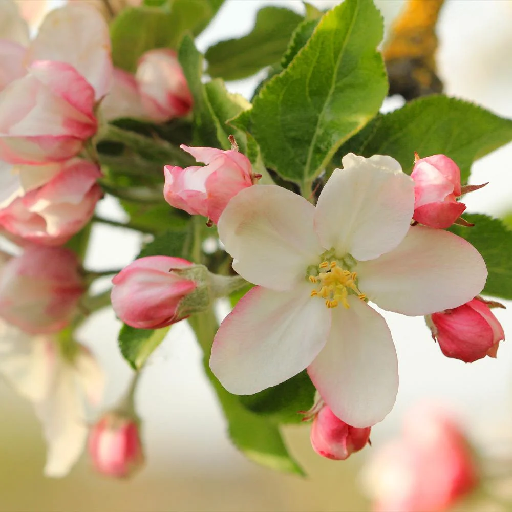 Honeycrisp™ Apple Tree 5 Honeycrisp™ Apple Tree