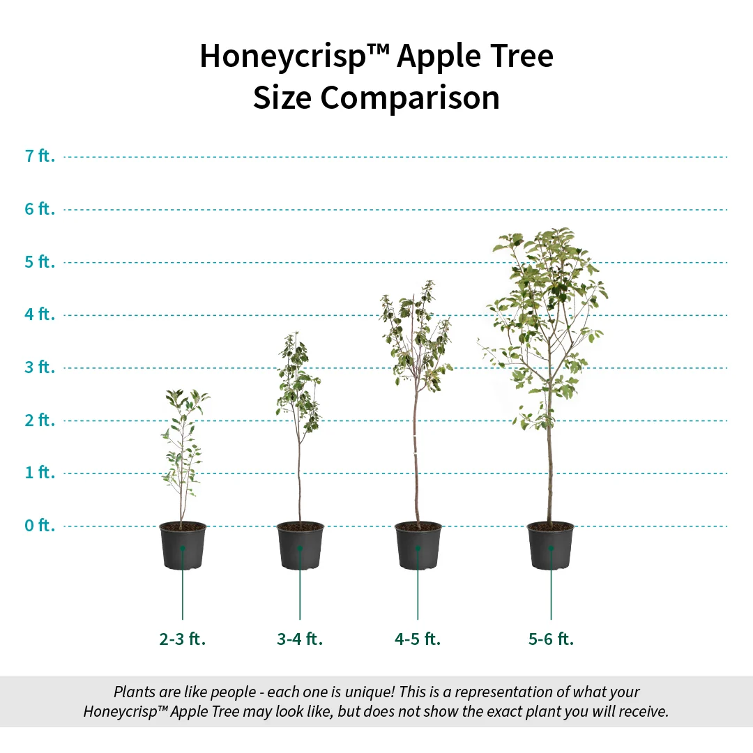 Honeycrisp™ Apple Tree 6 Honeycrisp™ Apple Tree