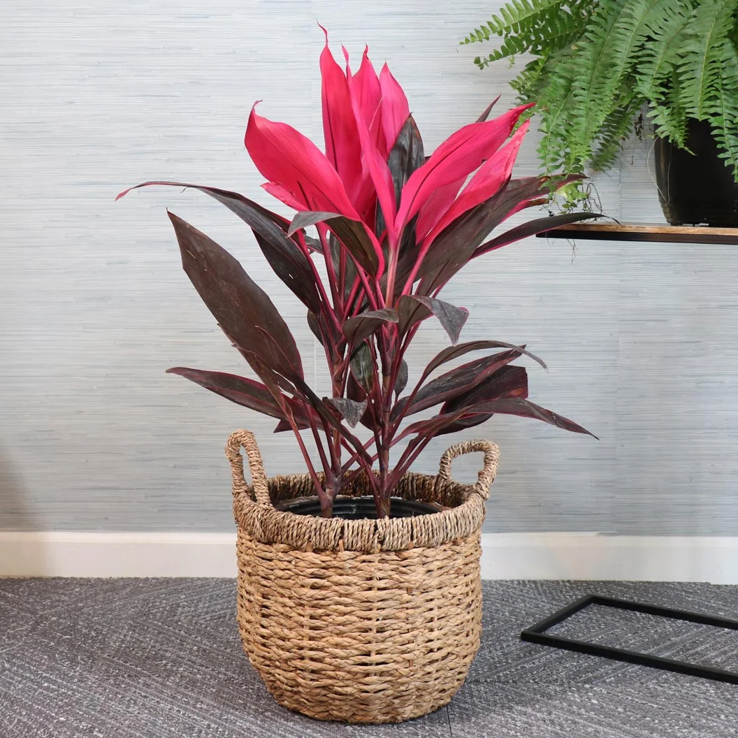 Red Sister Cordyline Plant