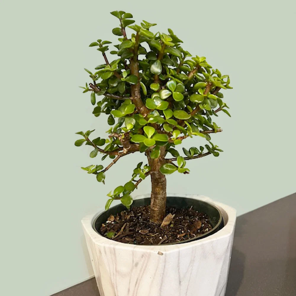 Dwarf Jade Plant 2 Dwarf Jade Plant