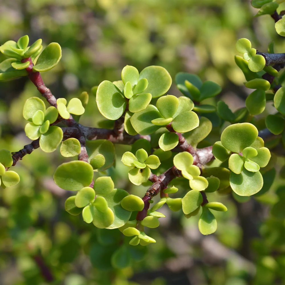 Dwarf Jade Plant 3 Dwarf Jade Plant