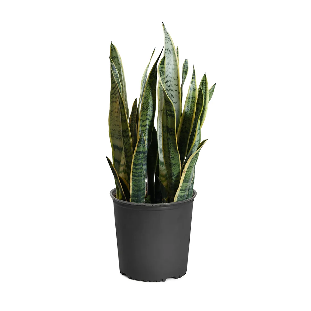 Laurentii Snake Plant 3 Laurentii Snake Plant