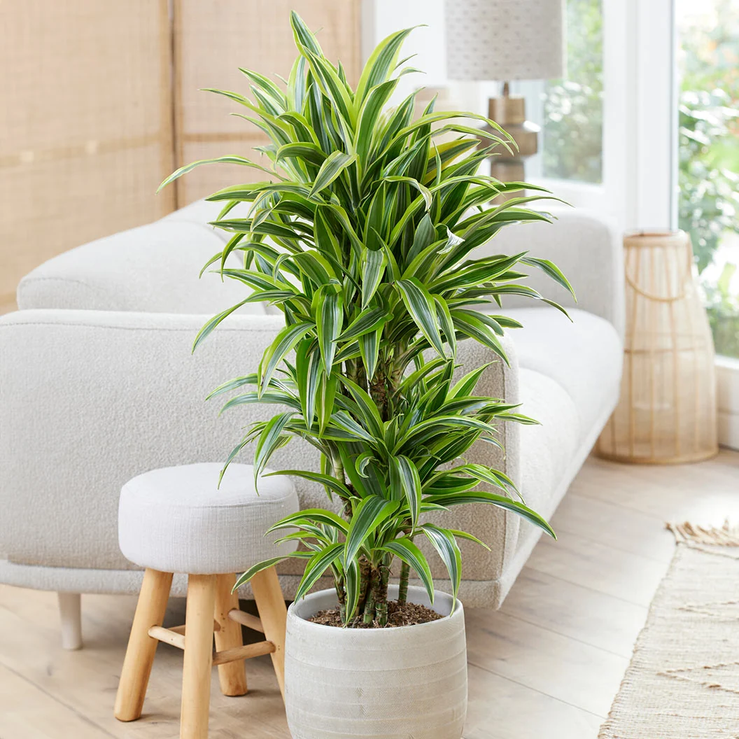 Warneckii Lemon Lime Dracaena Plant 2 Warneckii Lemon Lime Dracaena Plant