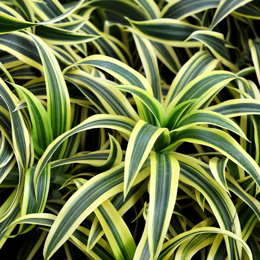 Warneckii Lemon Lime Dracaena Plant 3 Warneckii Lemon Lime Dracaena Plant