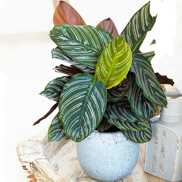 Calathea Ornata Plant