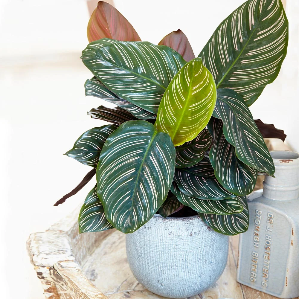 Calathea Ornata Plant 2 Calathea Ornata Plant