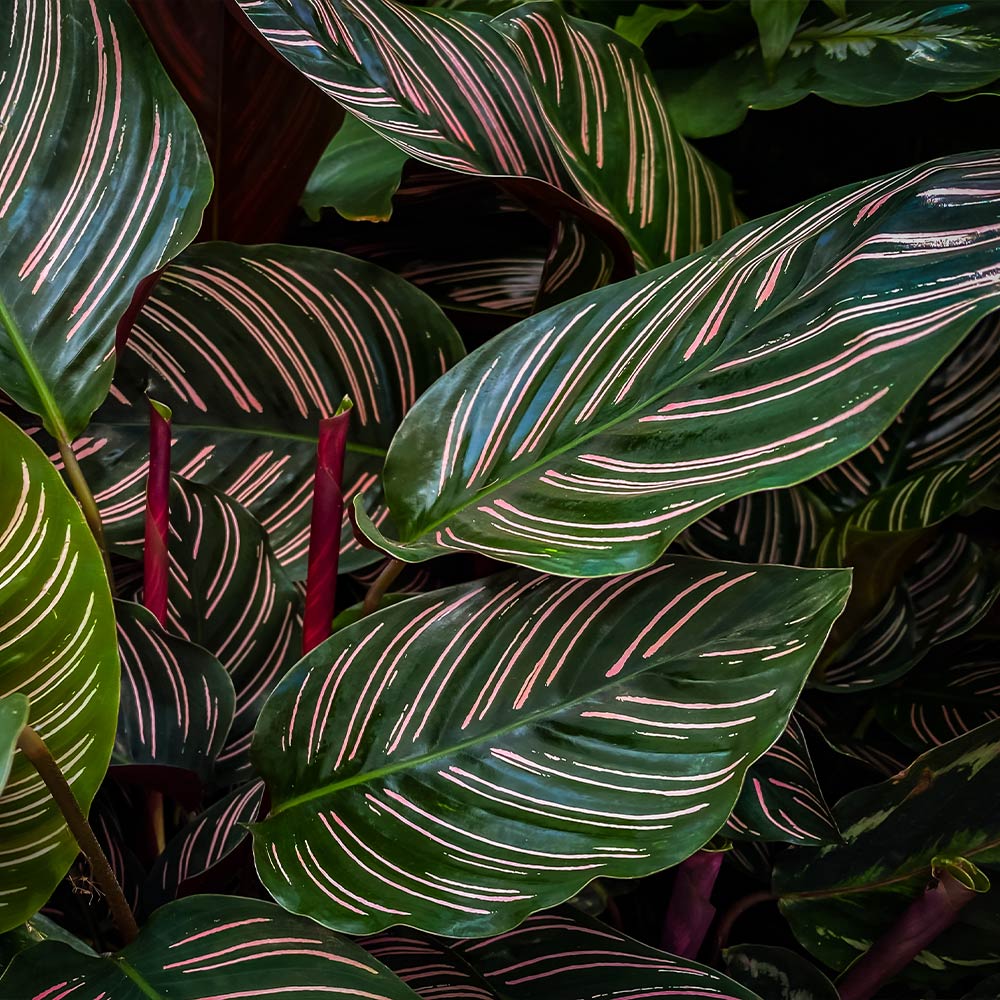 Calathea Ornata Plant 3 Calathea Ornata Plant