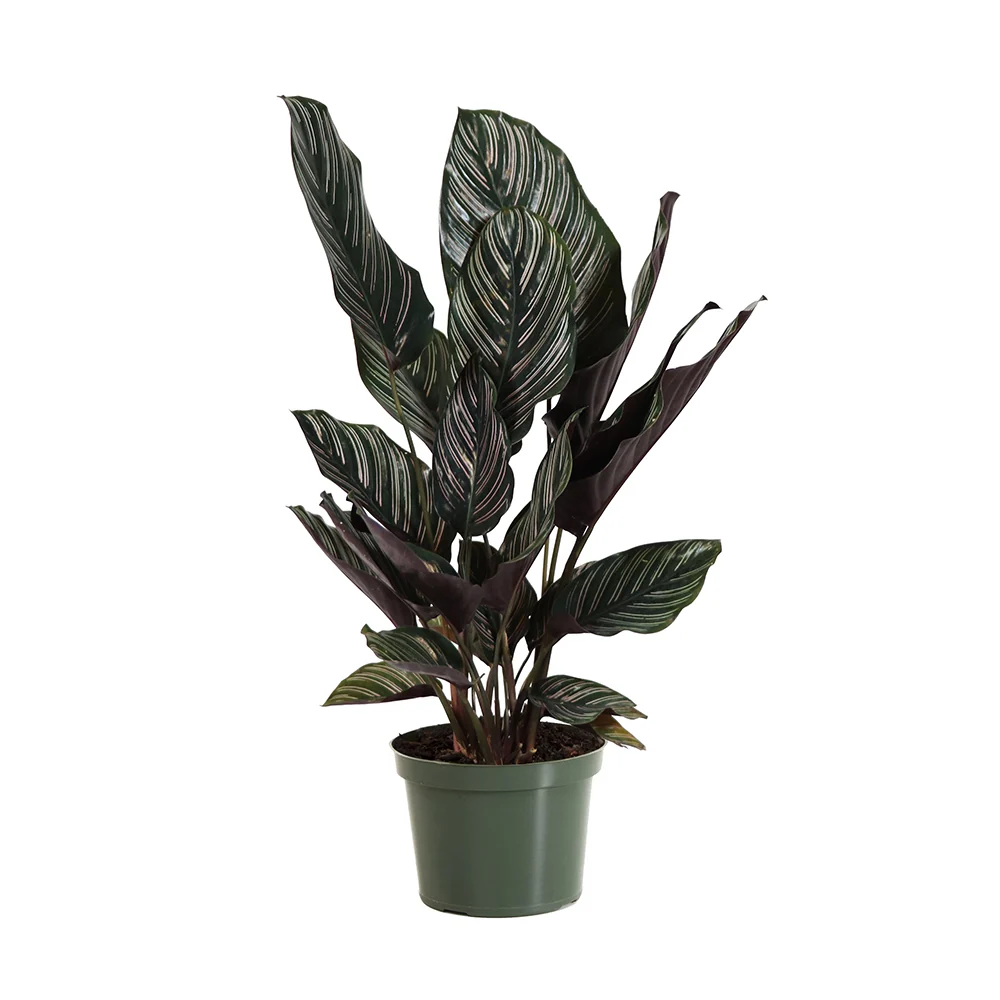 Calathea Ornata Plant 4 Calathea Ornata Plant