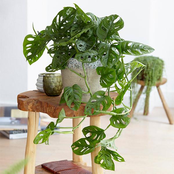 Monstera Adansonii Plant