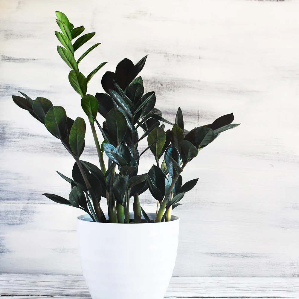 Raven ZZ Plant 2 Raven ZZ Plant