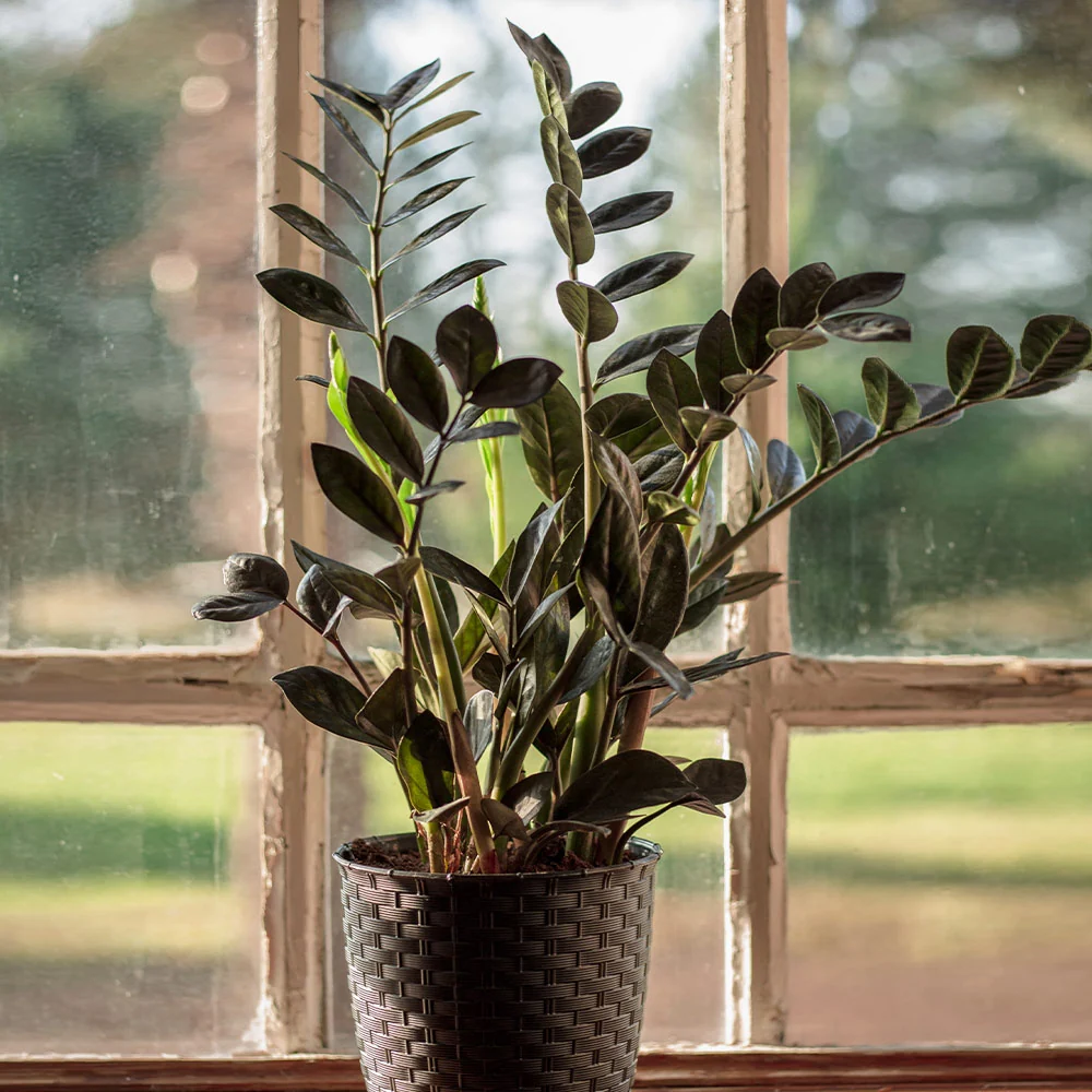 Raven ZZ Plant 3 Raven ZZ Plant