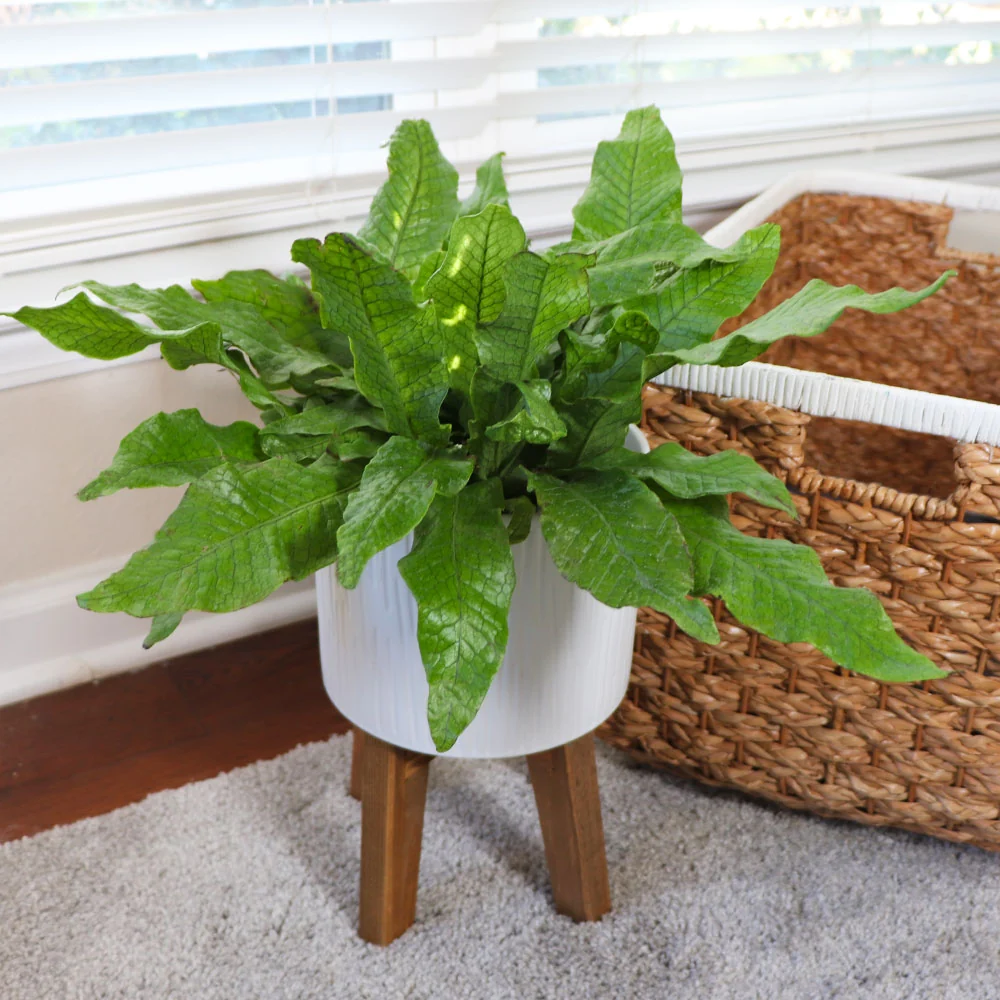 Crocodile Fern Plant 2 Crocodile Fern Plant
