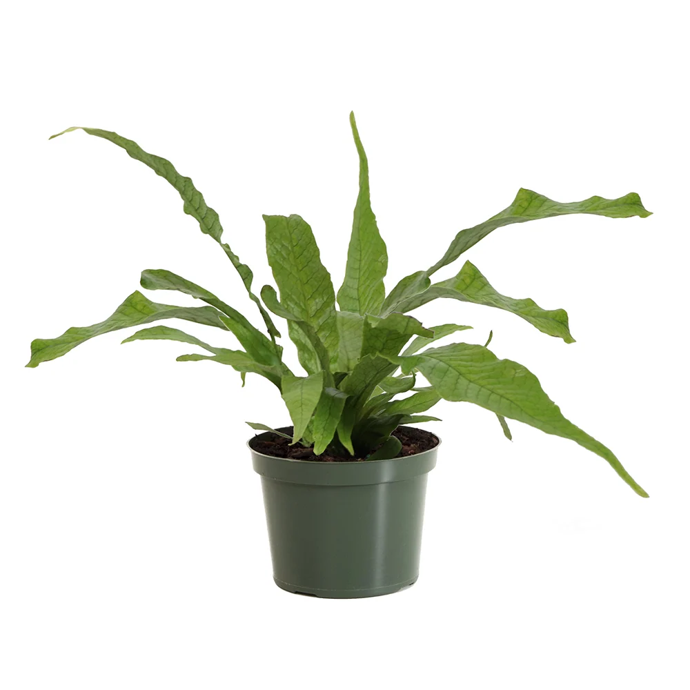Crocodile Fern Plant 4 Crocodile Fern Plant