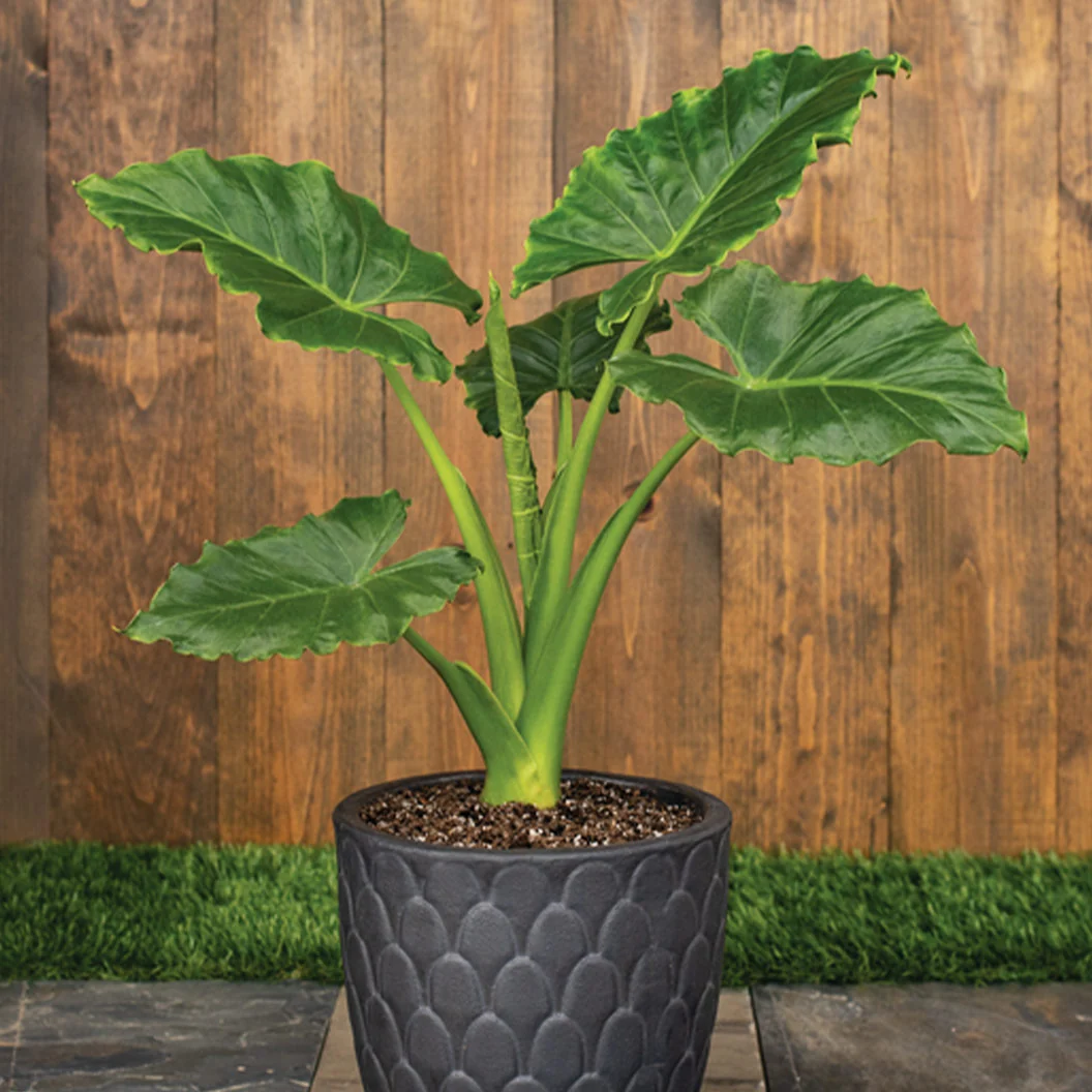 Proven Winners® Emerald Isle Alocasia Plant 2 Proven Winners® Emerald Isle Alocasia Plant