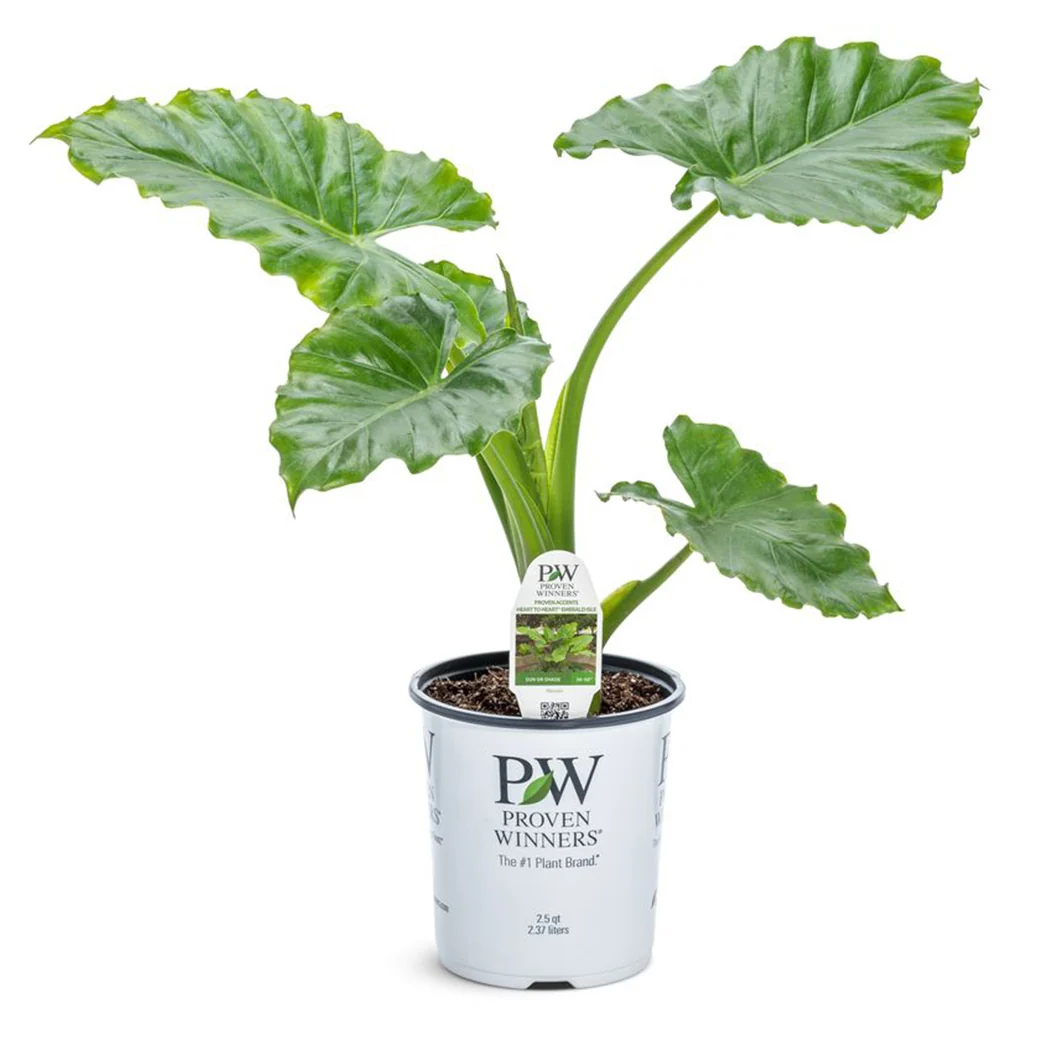 Proven Winners® Emerald Isle Alocasia Plant 3 Proven Winners® Emerald Isle Alocasia Plant
