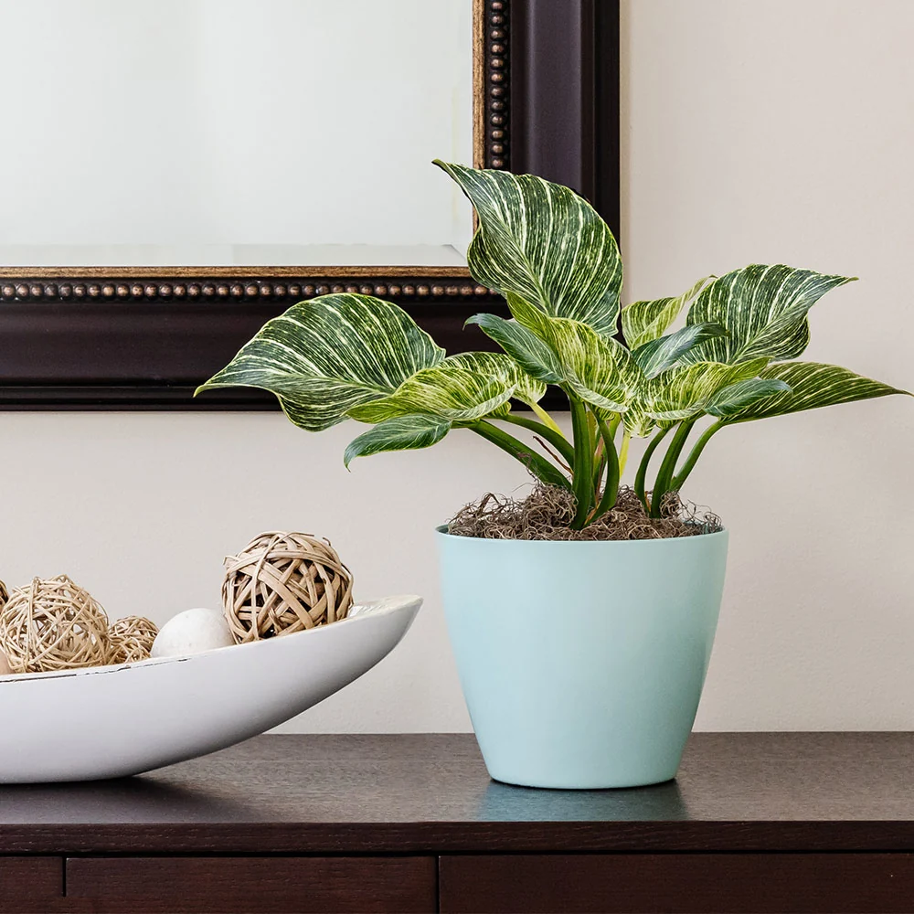 Birkin Philodendron Plant 2 Birkin Philodendron Plant