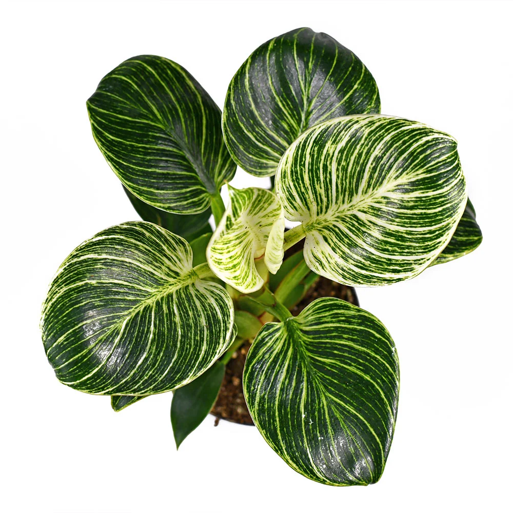 Birkin Philodendron Plant 3 Birkin Philodendron Plant