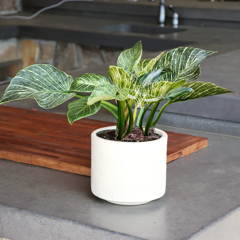Birkin Philodendron Plant 4 Birkin Philodendron Plant