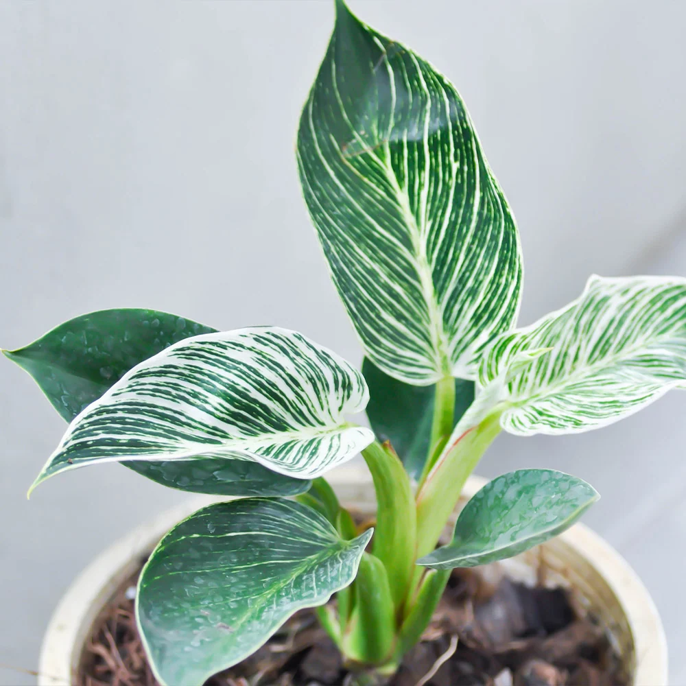 Birkin Philodendron Plant 5 Birkin Philodendron Plant