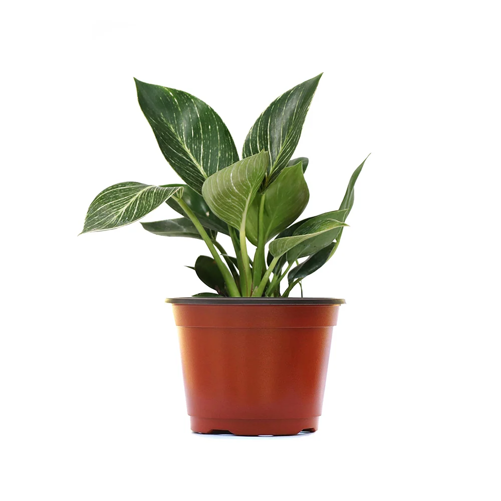 Birkin Philodendron Plant 6 Birkin Philodendron Plant