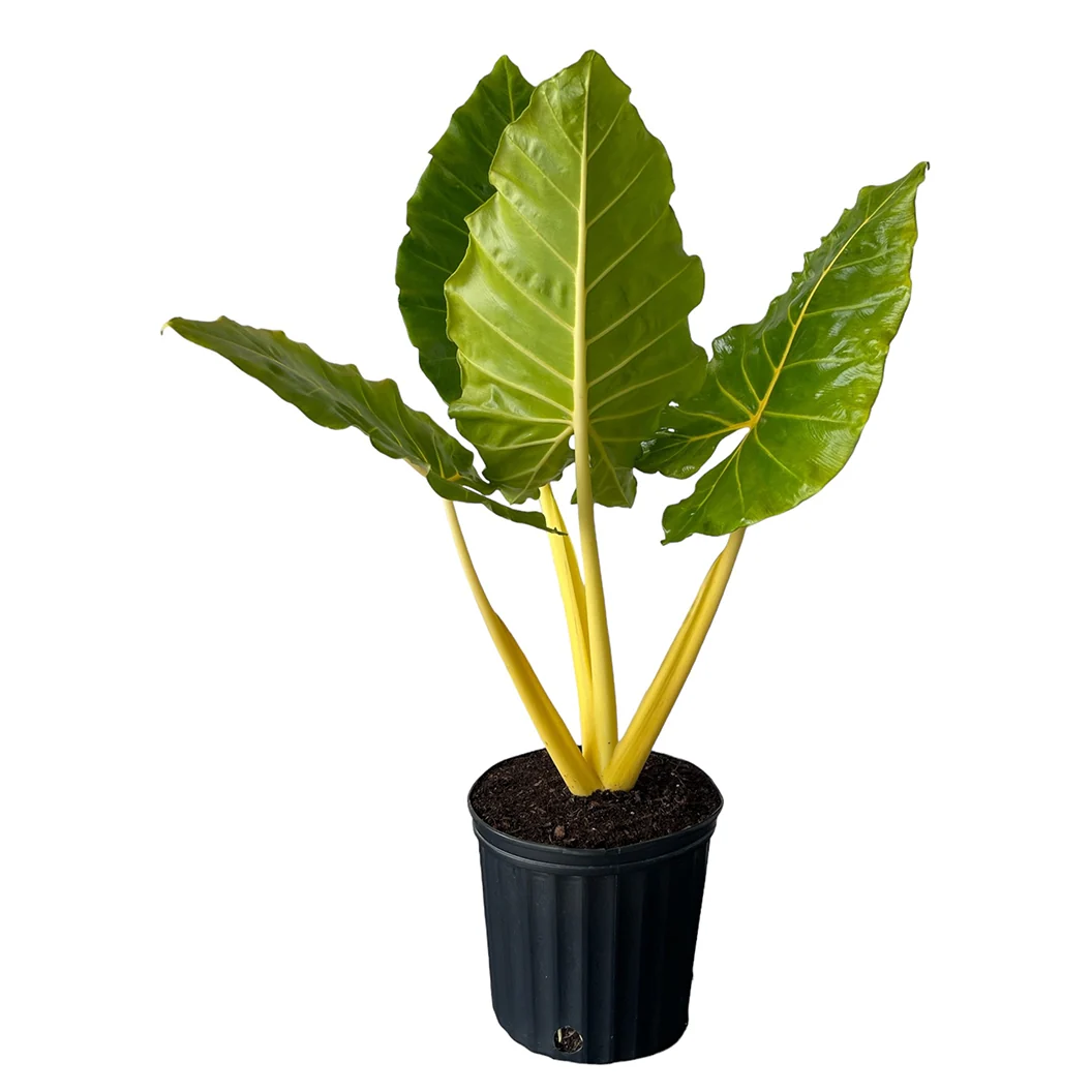 Lutea Alocasia Plant 1 Lutea Alocasia Plant