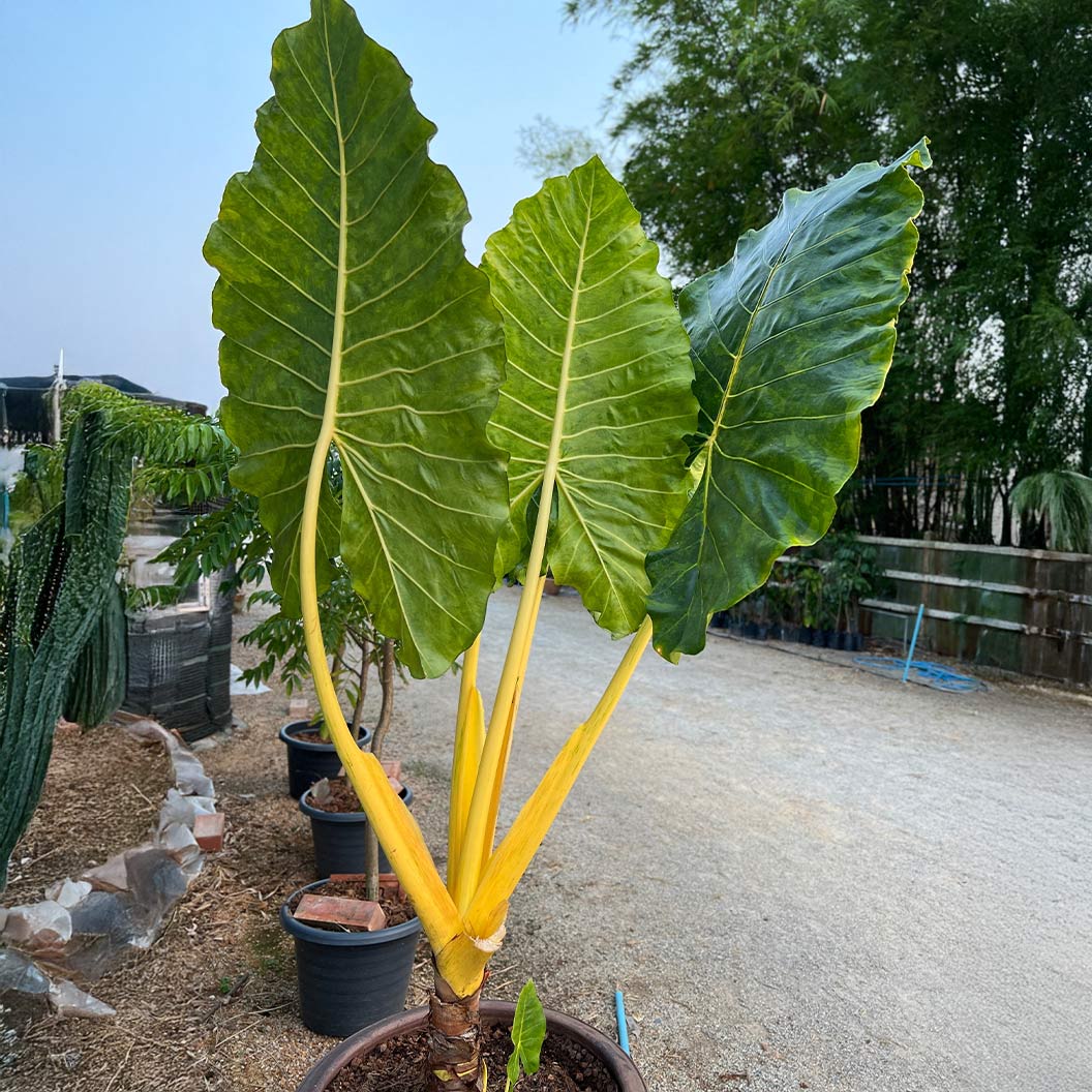 Lutea Alocasia Plant 3 Lutea Alocasia Plant