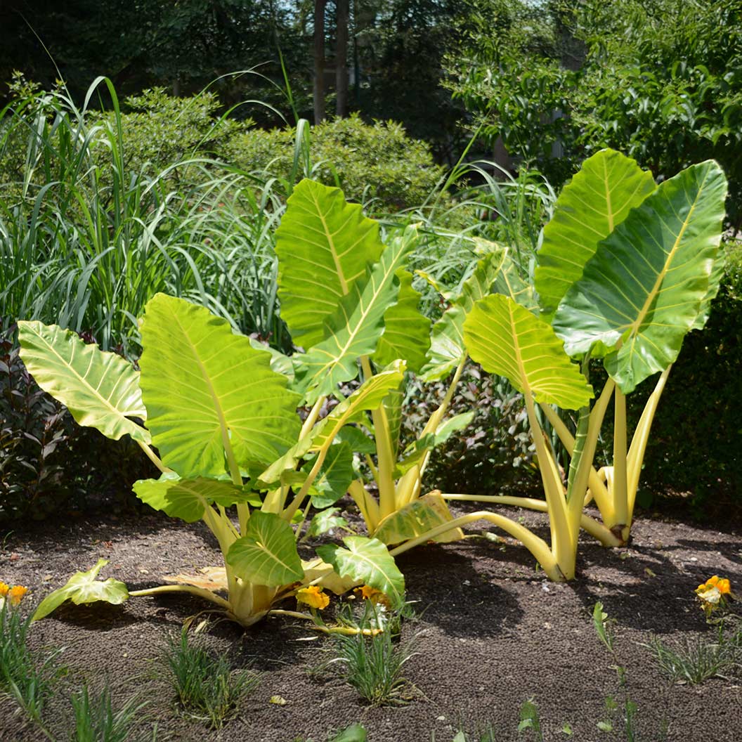 Lutea Alocasia Plant 4 Lutea Alocasia Plant