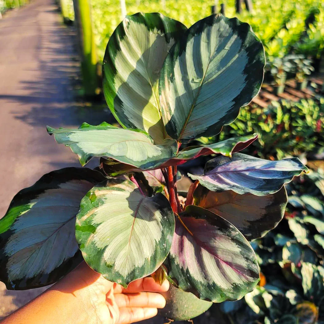 Northern Lights Calathea Plant 2 Northern Lights Calathea Plant
