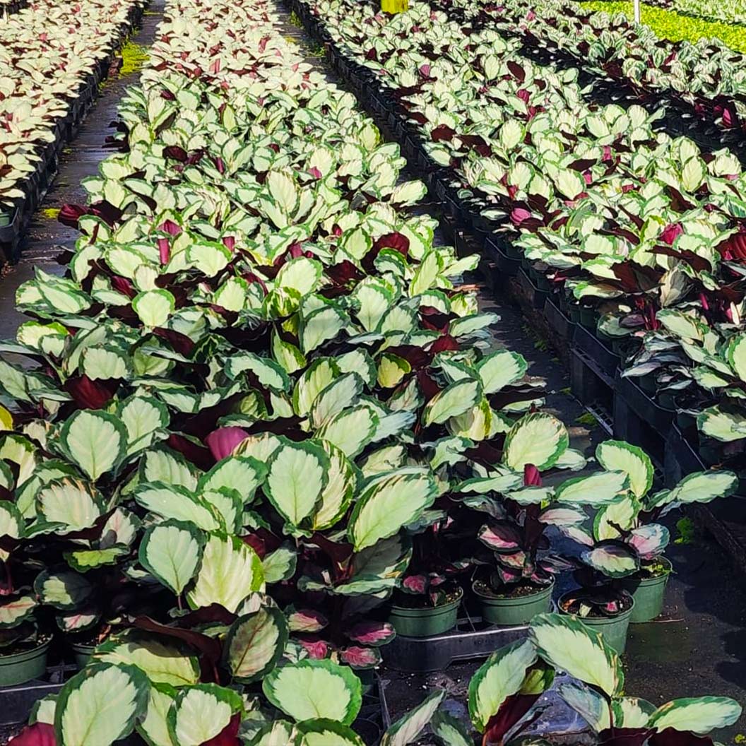 Northern Lights Calathea Plant 3 Northern Lights Calathea Plant