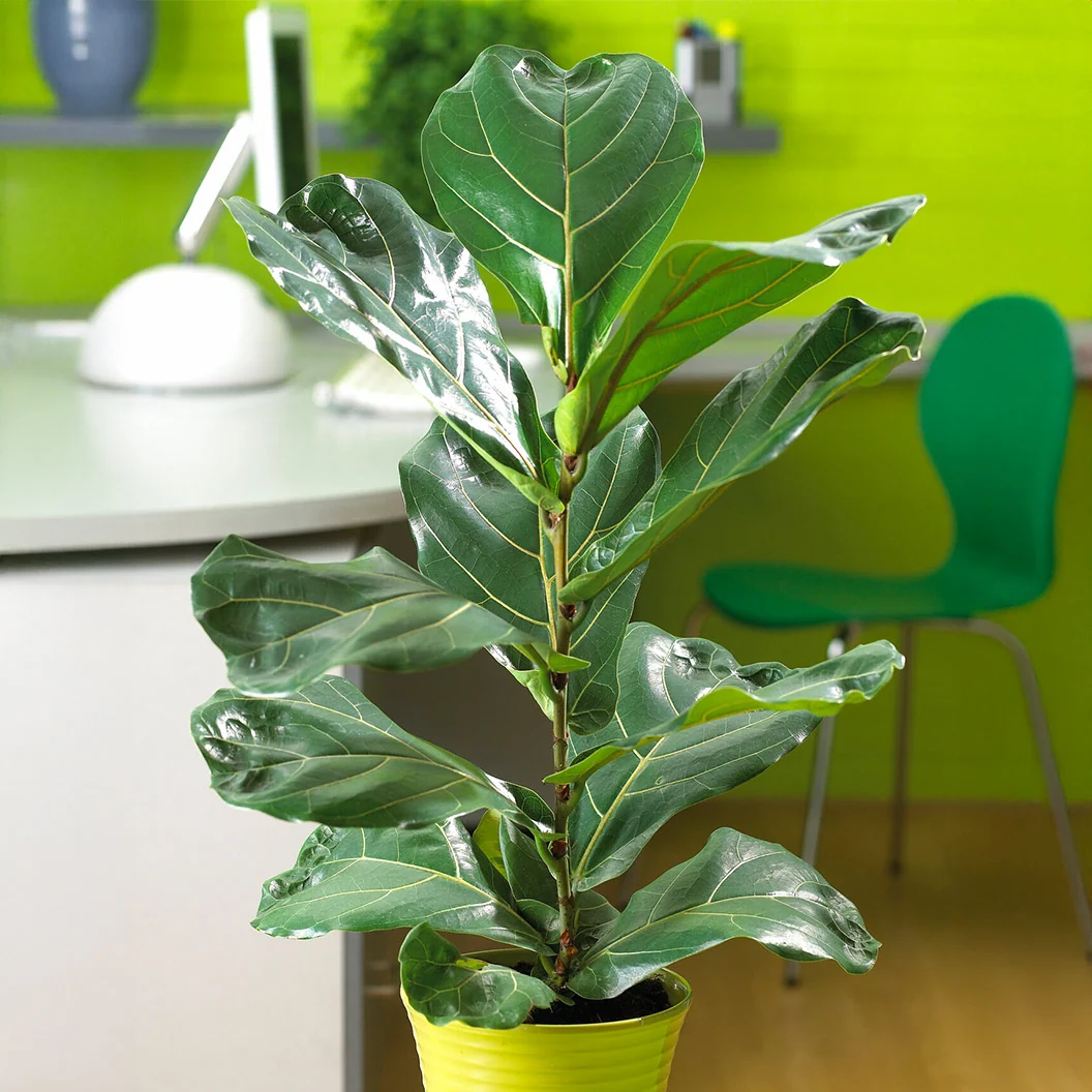 Ficus Lyrata Column Plant 1 Ficus Lyrata Column Plant