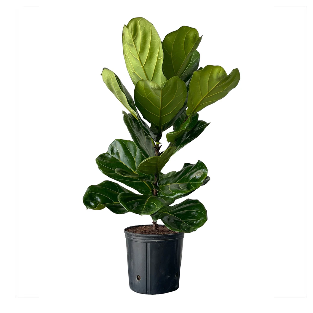 Ficus Lyrata Column Plant 3 Ficus Lyrata Column Plant