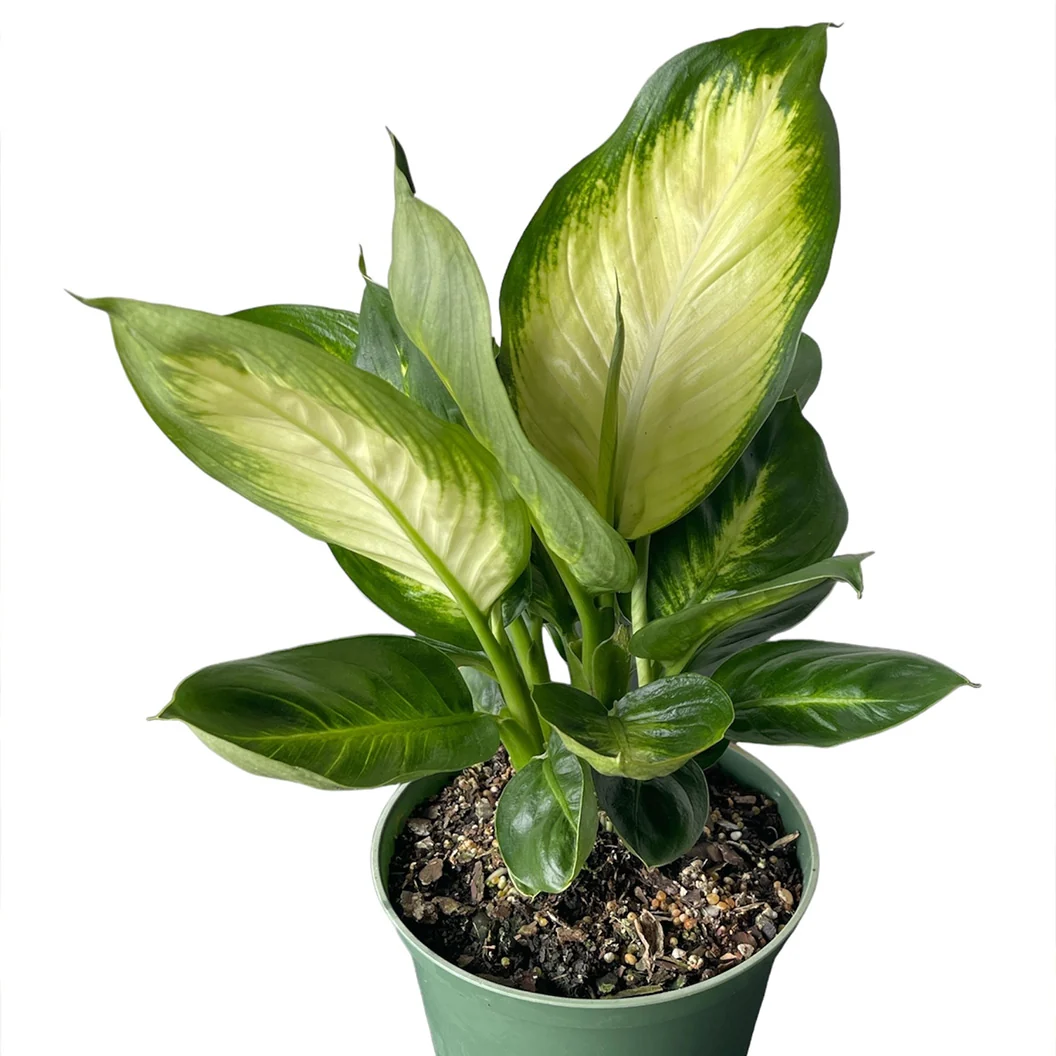 Camille Dieffenbachia Plant
