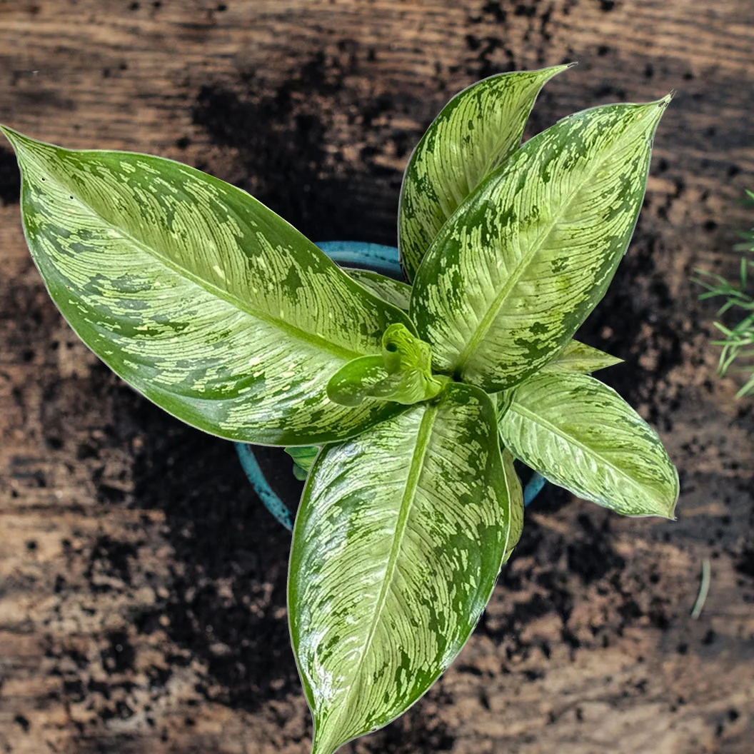 Tiki Dieffenbachia Plant