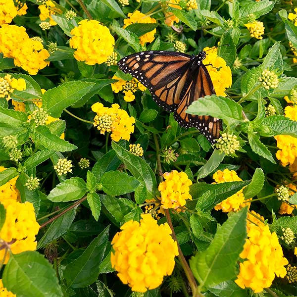 New Gold Lantana Plant