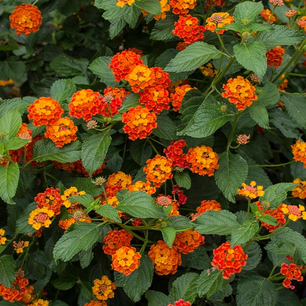 Dallas Red Lantana Plant