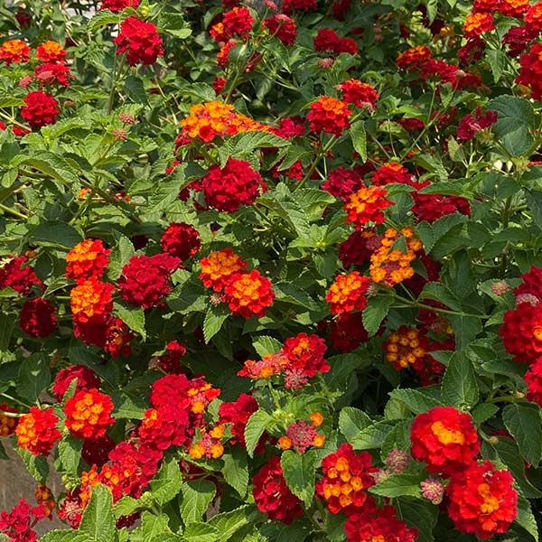 Shazam Lantana Plant 1 Shazam Lantana Plant