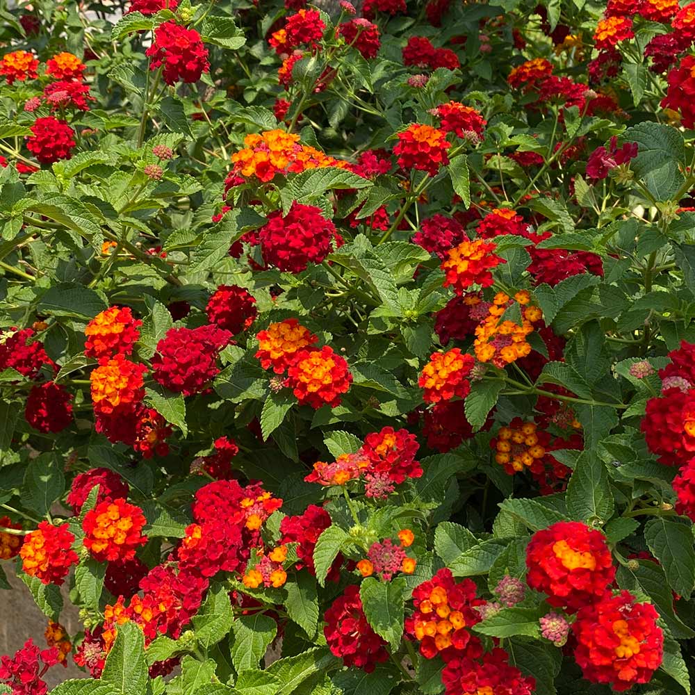 Shazam Lantana Plant 2 Shazam Lantana Plant