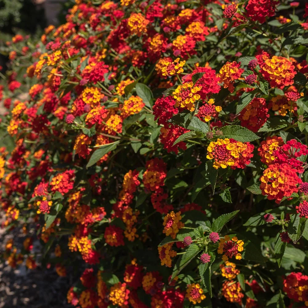 Shazam Lantana Plant 3 Shazam Lantana Plant