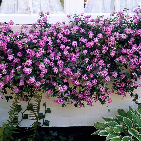 Purple Lantana Plant