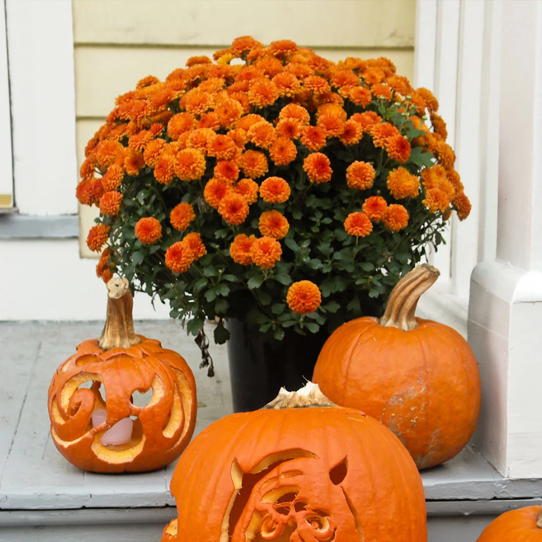 Orange Belgian Mums® 1 Orange Belgian Mums®