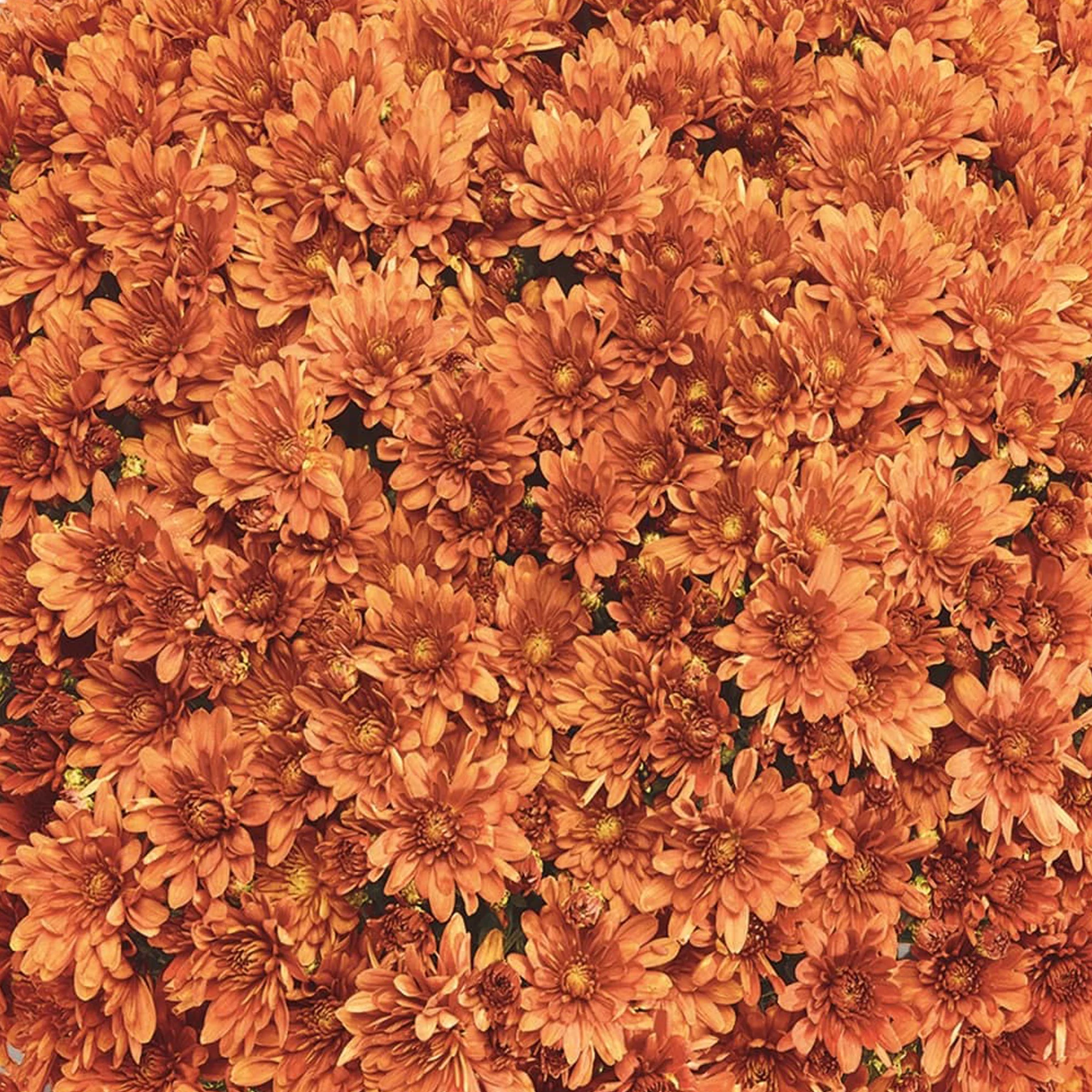 Orange Belgian Mums® 10 Orange Belgian Mums®