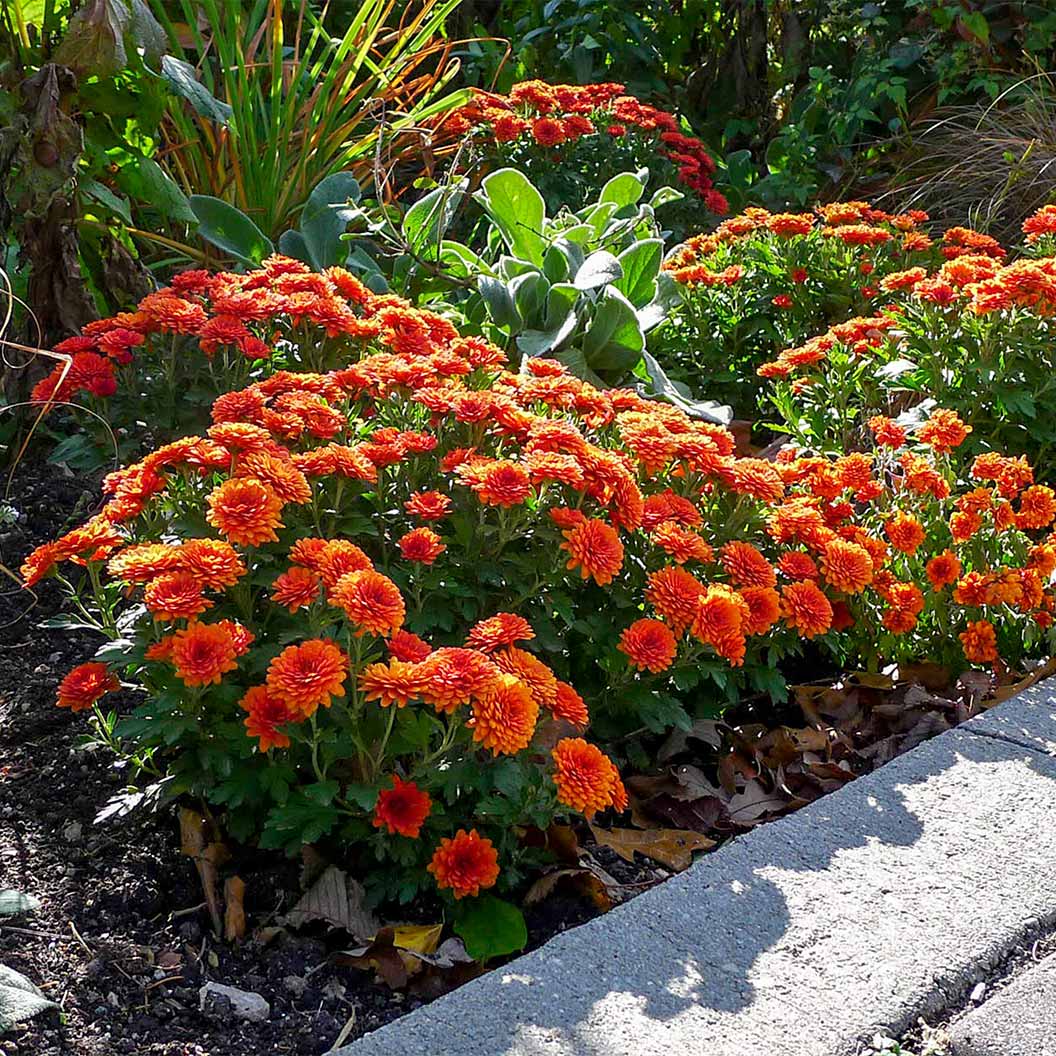 Orange Belgian Mums® 3 Orange Belgian Mums®