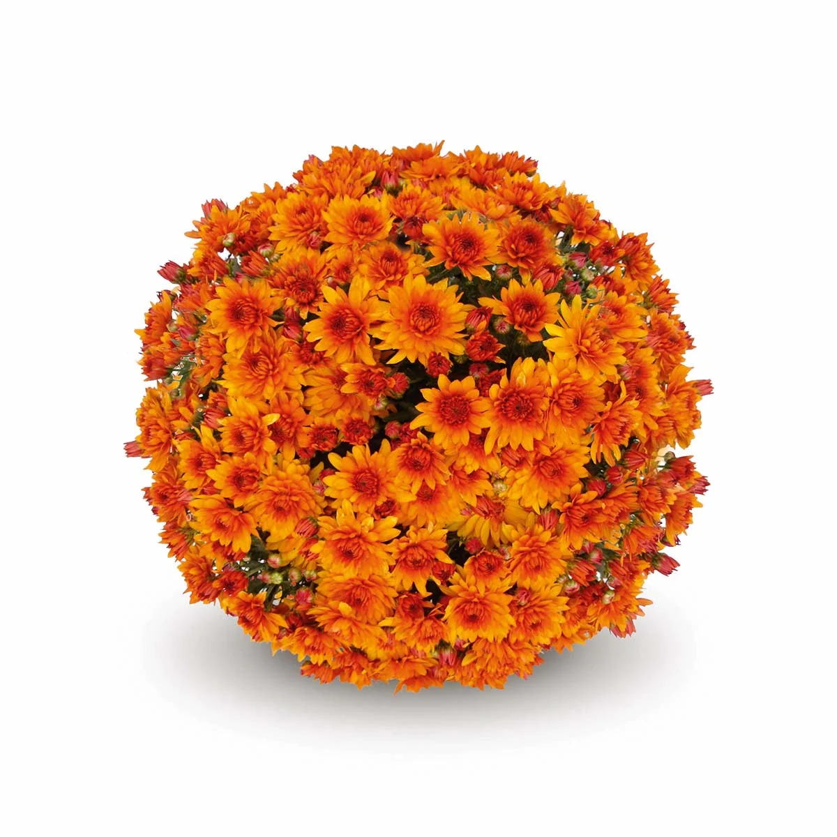 Orange Belgian Mums® 4 Orange Belgian Mums®