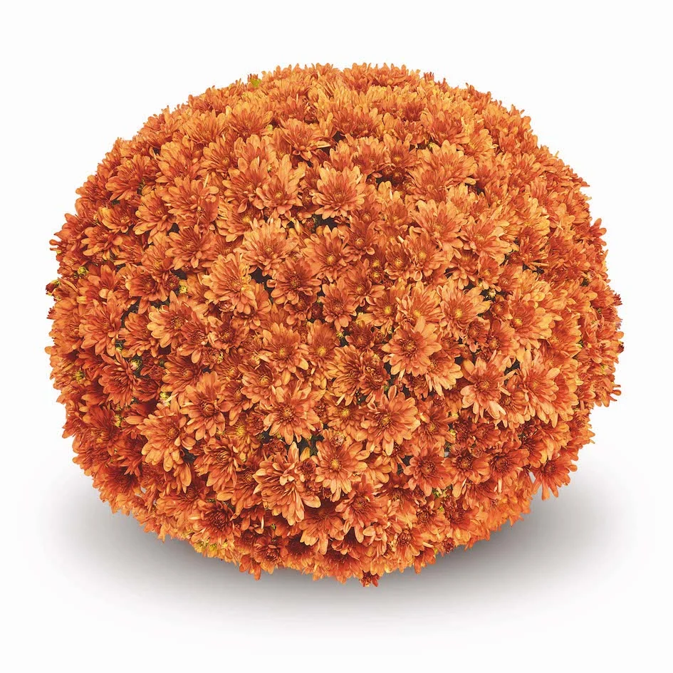 Orange Belgian Mums® 5 Orange Belgian Mums®